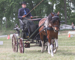 Der Redefiner Kai Schicketanz gewann in Schossin die Kombinierte Wertung für Einspänner sowohl bei den Ponys als auch bei den Pferden. Foto: Wego Der Redefiner Kai Schicketanz gewann in Schossin die Kombinierte Wertung für Einspänner sowohl bei den Ponys als auch bei den Pferden. Foto: Wego